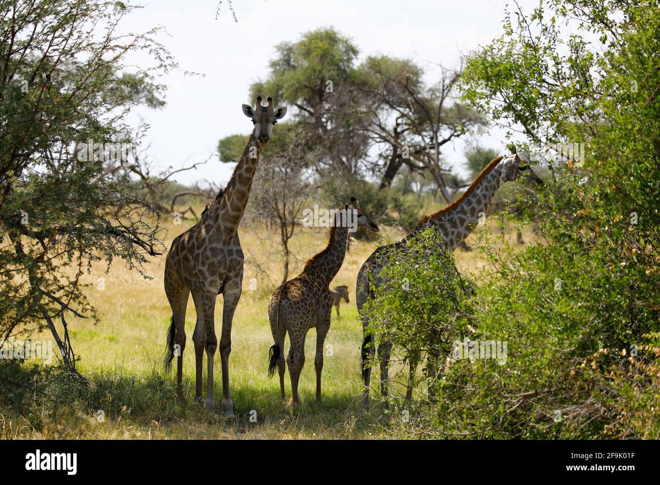 Drei Giraffen im Krüger Nationalpar Stock Photo