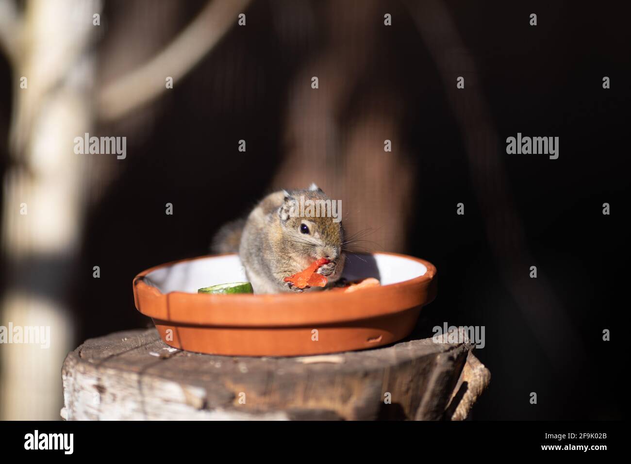 Maus beim Essen in der Futterschale Stock Photo