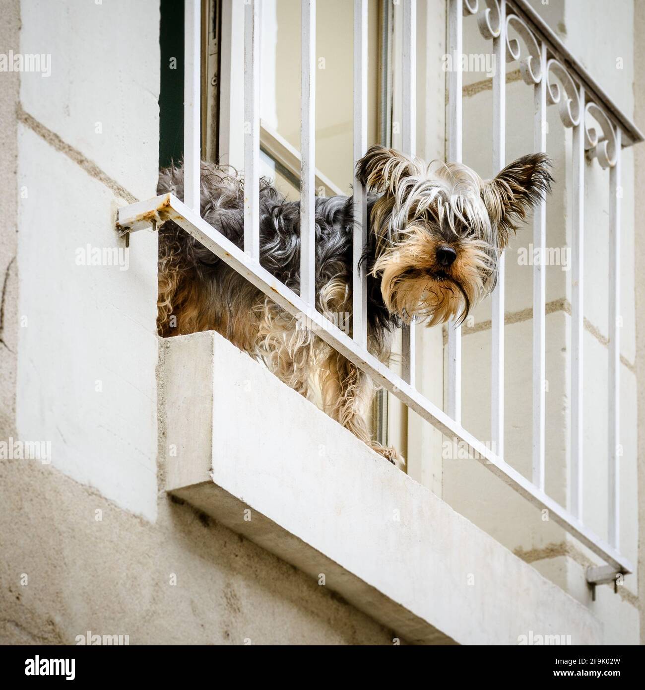 Silky Terrier looking down from balcony inquisitively Stock Photo