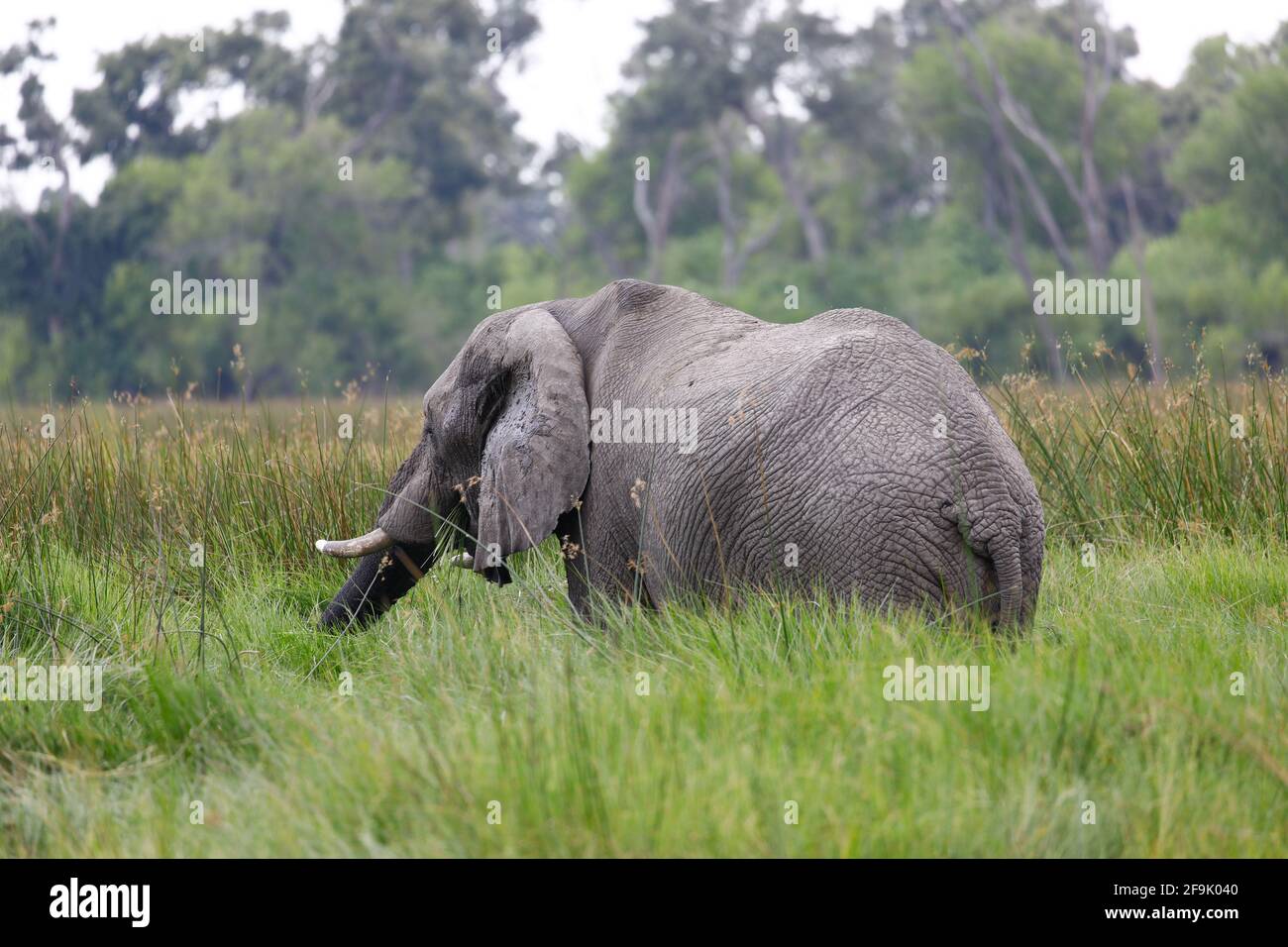 Elefant im hohen Gras beim Fressen Stock Photo