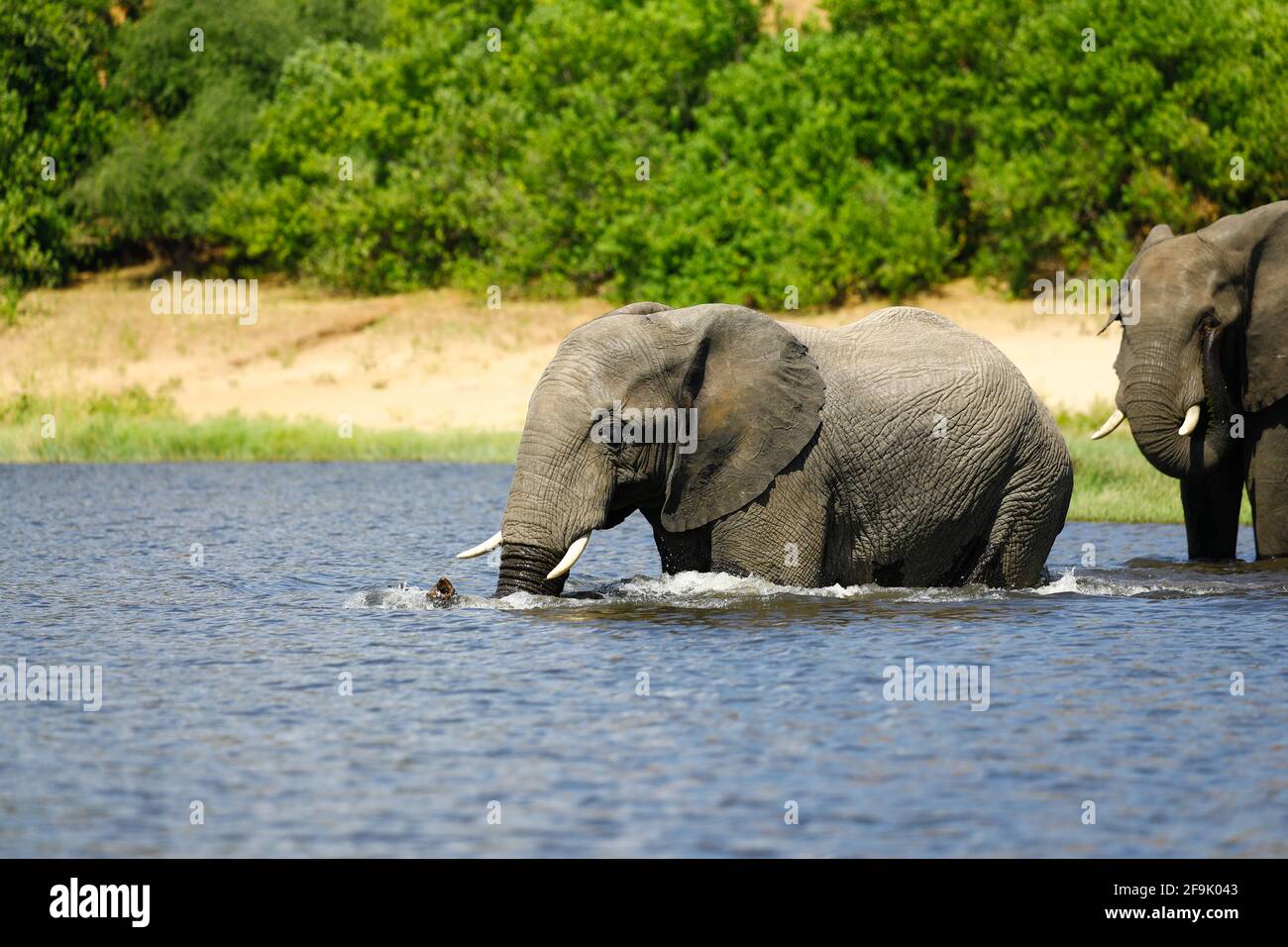 Elefant beim Baden im Wasser Stock Photo