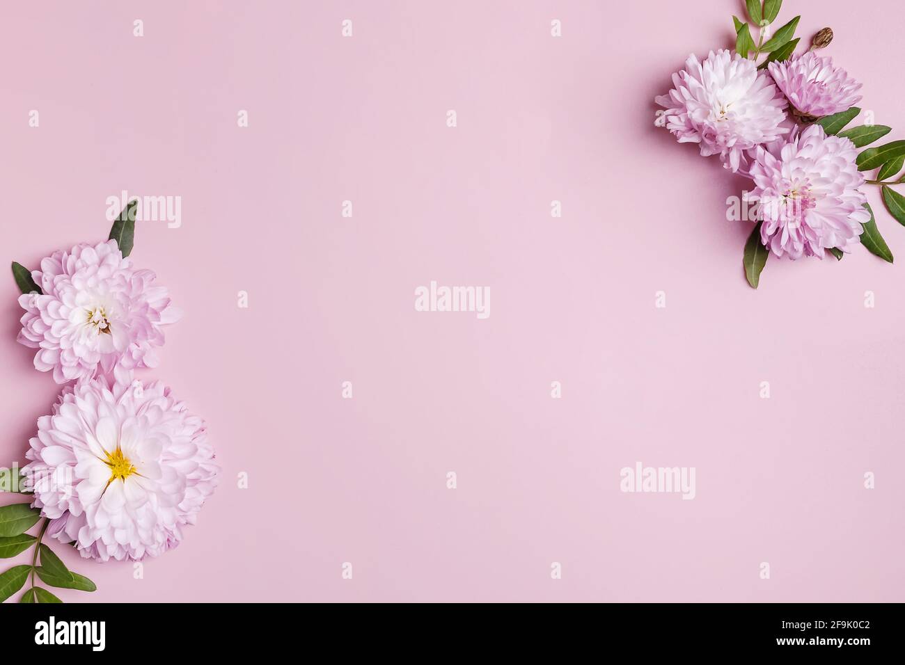 Creative composition with pink flowers and place for text, Stock Photo
