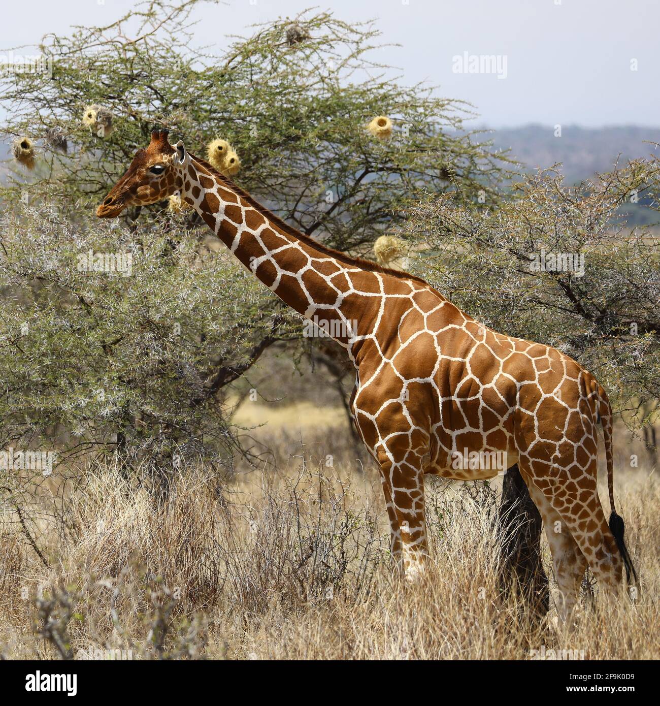 Giraffe beim Essen am Bau Stock Photo