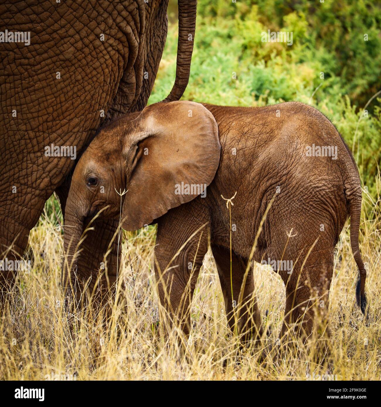 Babyelefant mit Mutter im Gras Stock Photo