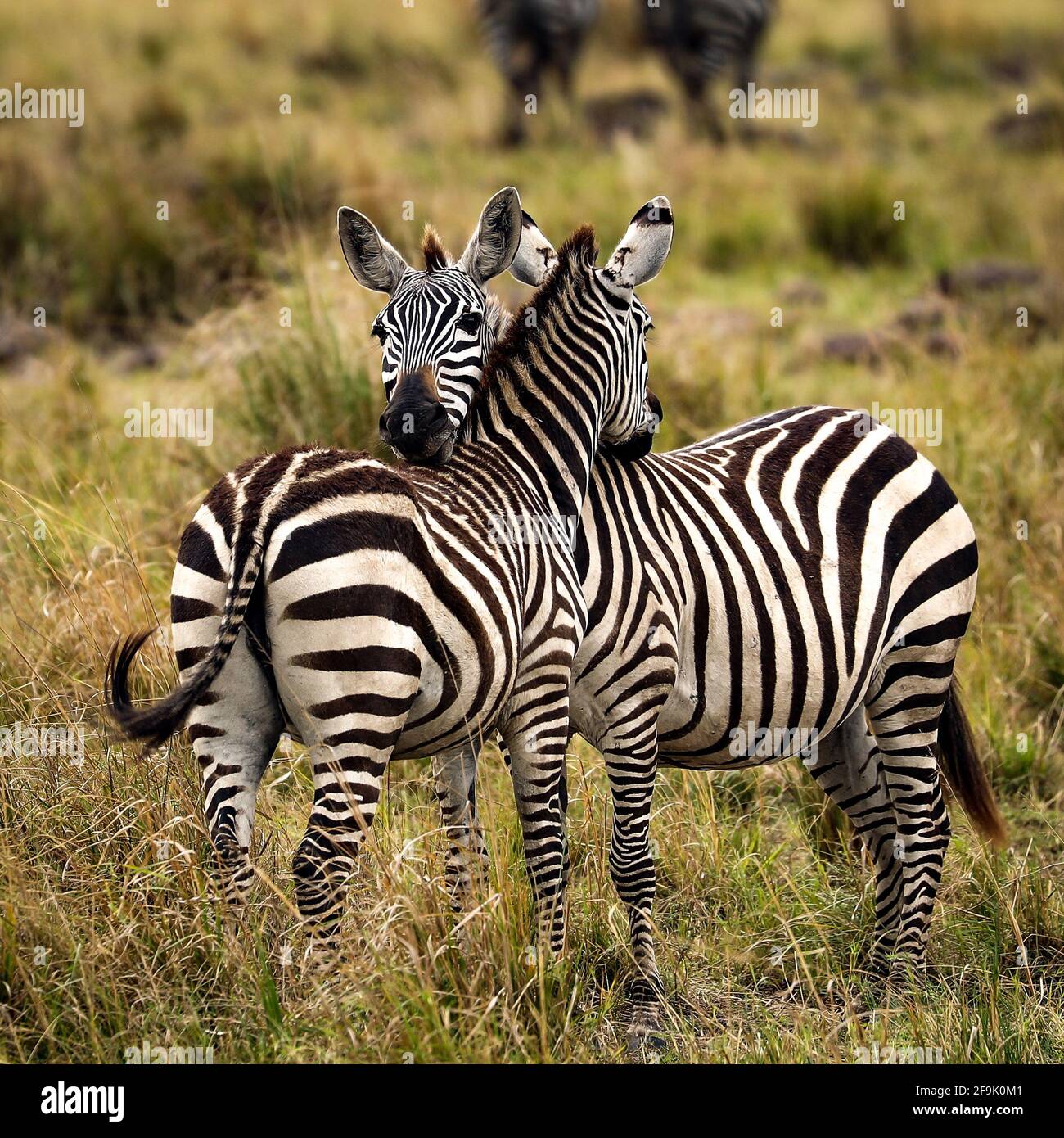 Zebra im in der MasaiMara Stock Photo
