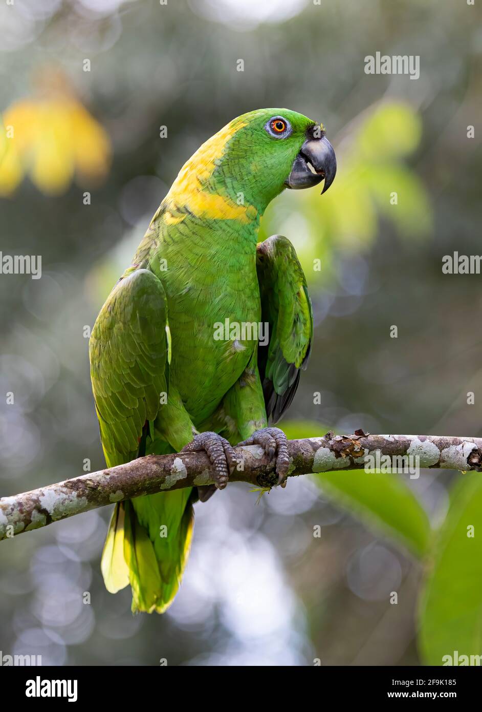 Yellow Napped Amazon Parrot Perched On A Branch In Costa Rica Stock Photo Alamy
