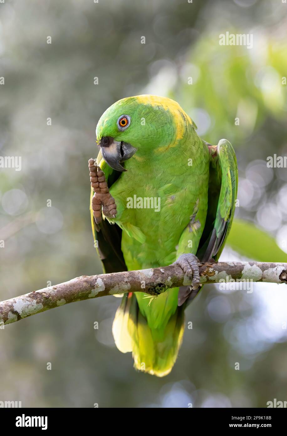 Yellow-Napped Amazon parrot perched on a branch in Costa Rica Stock Photo