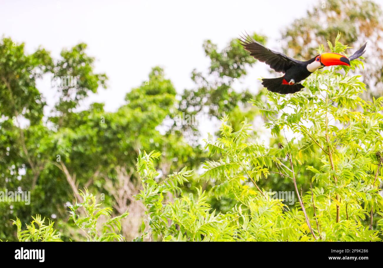 Toucans in the flying Stock Photo