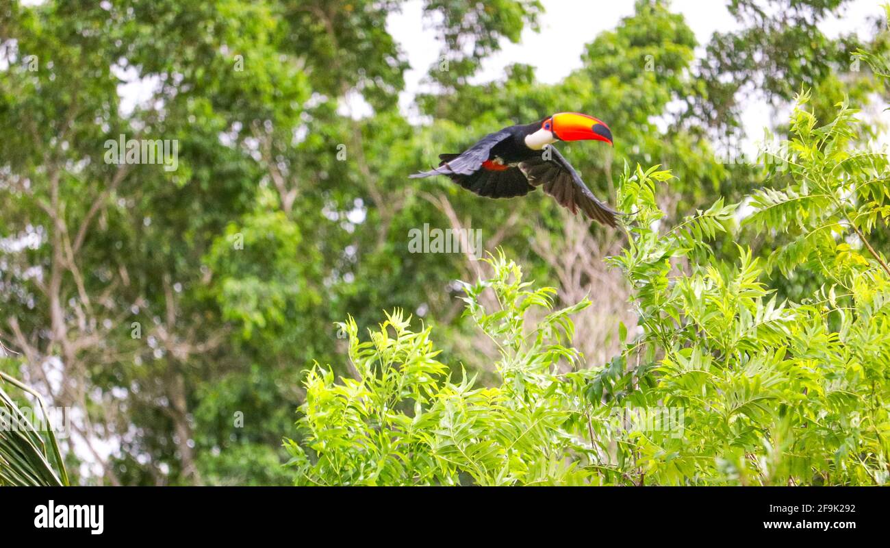 Toucans in the flying Stock Photo