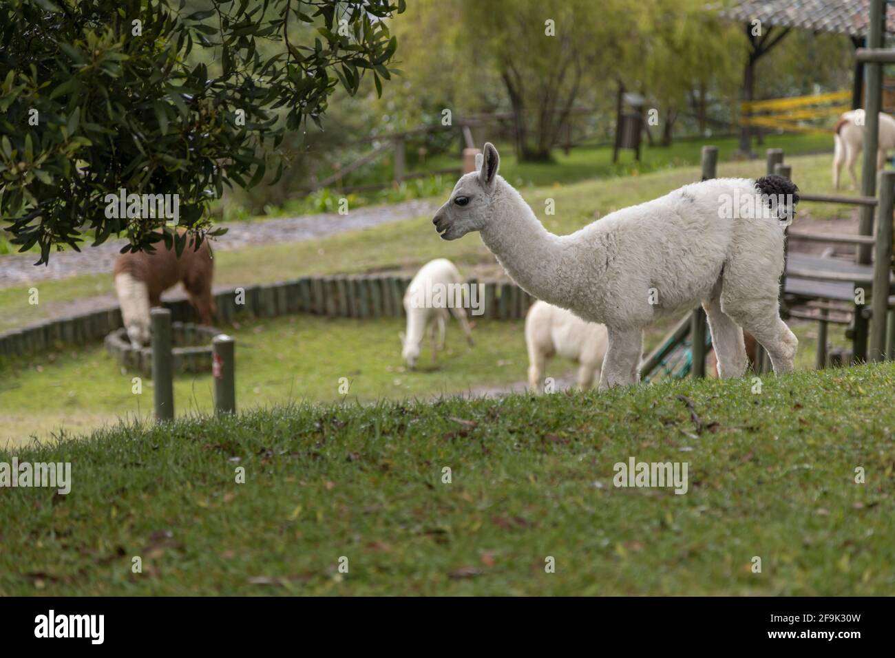 several white llamas around a farm on a sunny day, rural life with nature Stock Photo