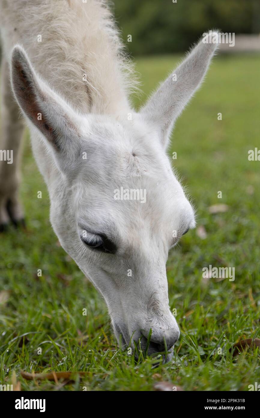 details of the face of a llama that is eating grass in the day, mammalian animal Stock Photo