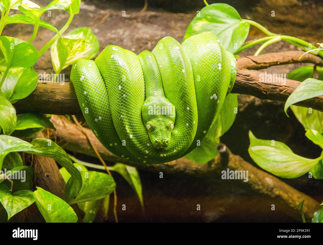 Green tree python (Morelia viridis) is a species of snake in the family ...