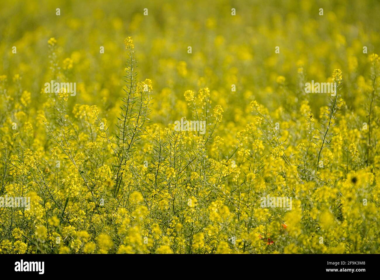 Rapeseed field. Close up of rapeseed flowering, Spain. Stock Photo