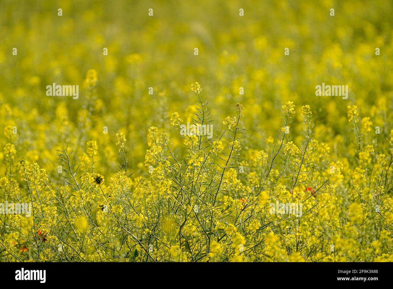 Rapeseed field. Close up of rapeseed flowering, Spain. Stock Photo