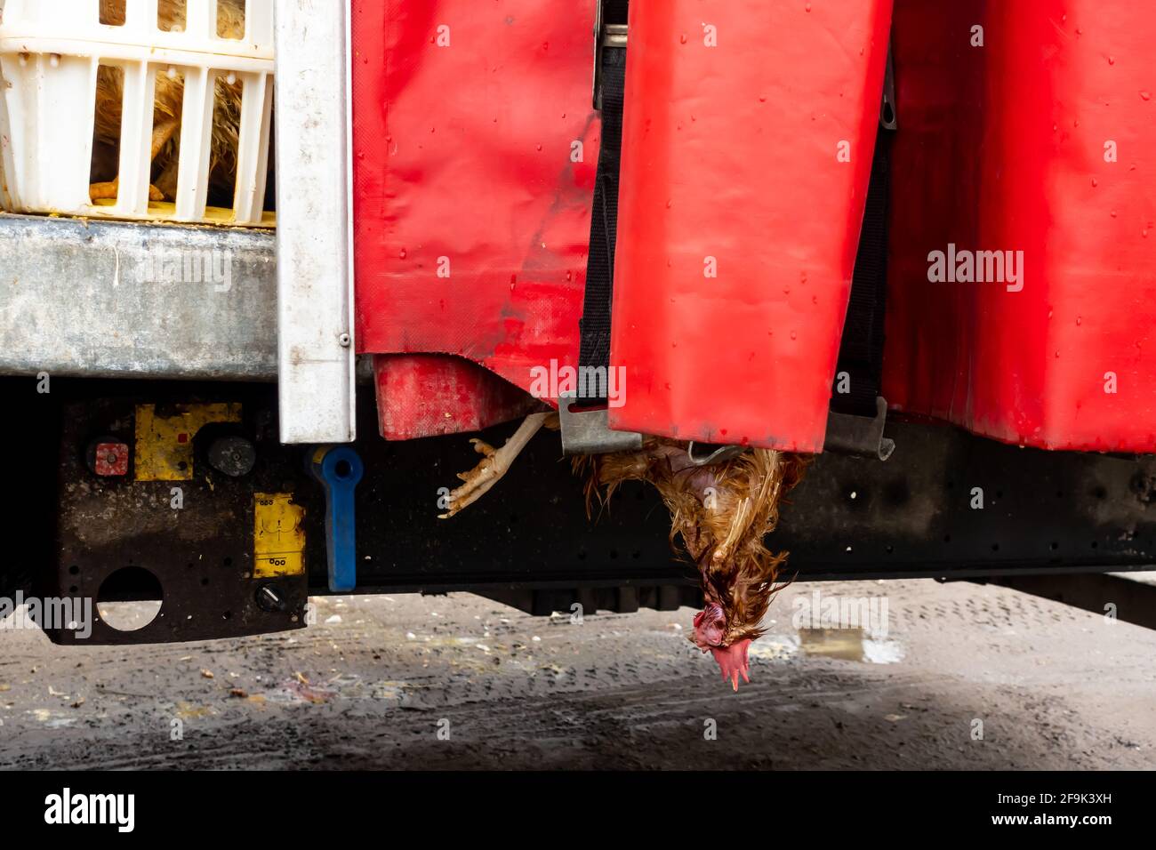 Chickens packed in plastic crates during transport to the slaughterhouse. A close-up of one box showing the suffering of animals Stock Photo