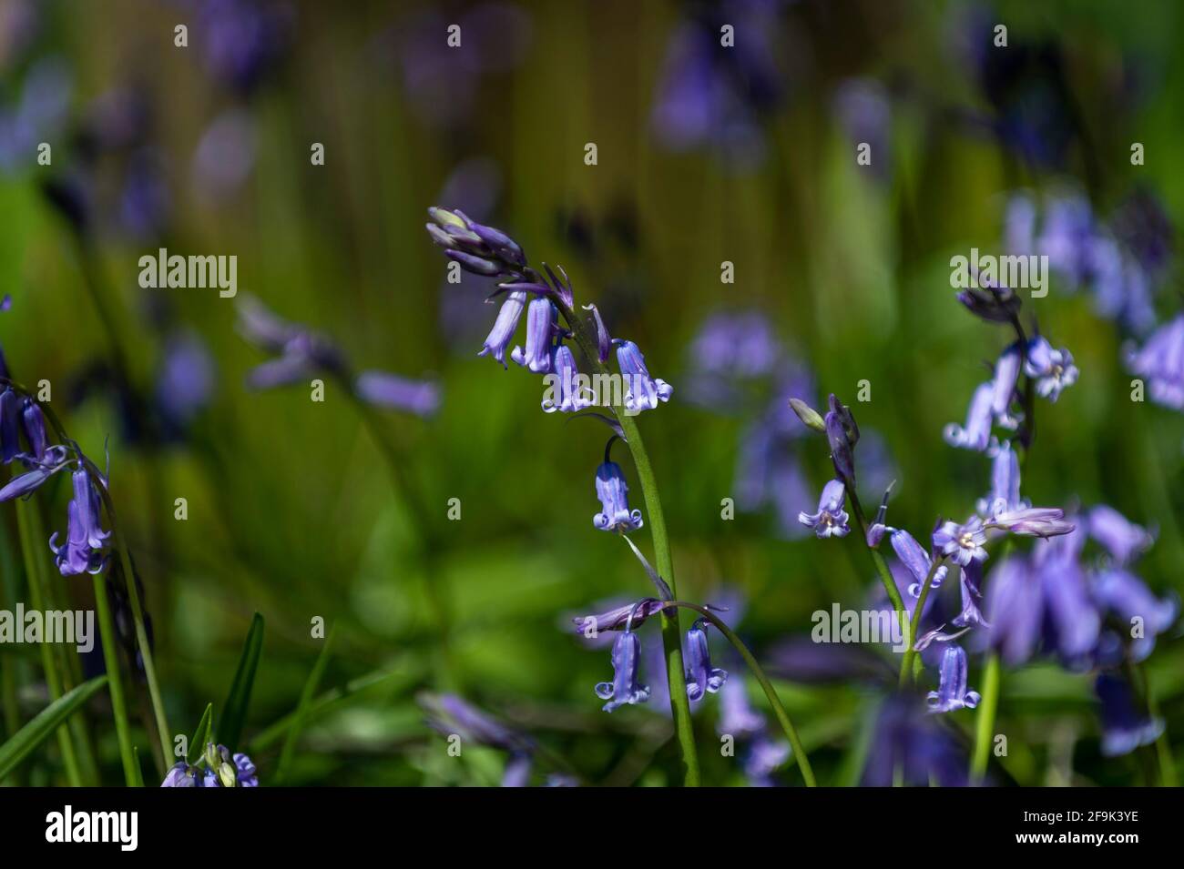Chorleywood Uk 19 April 2021 Uk Weather Native Bluebells Hyacinthoides Non Scripta Have Just Started To Flower In Philipshill Wood Near Chorleywood In Hertfordshire Rising Seasonal Temperatures And More Sunshine Should See The