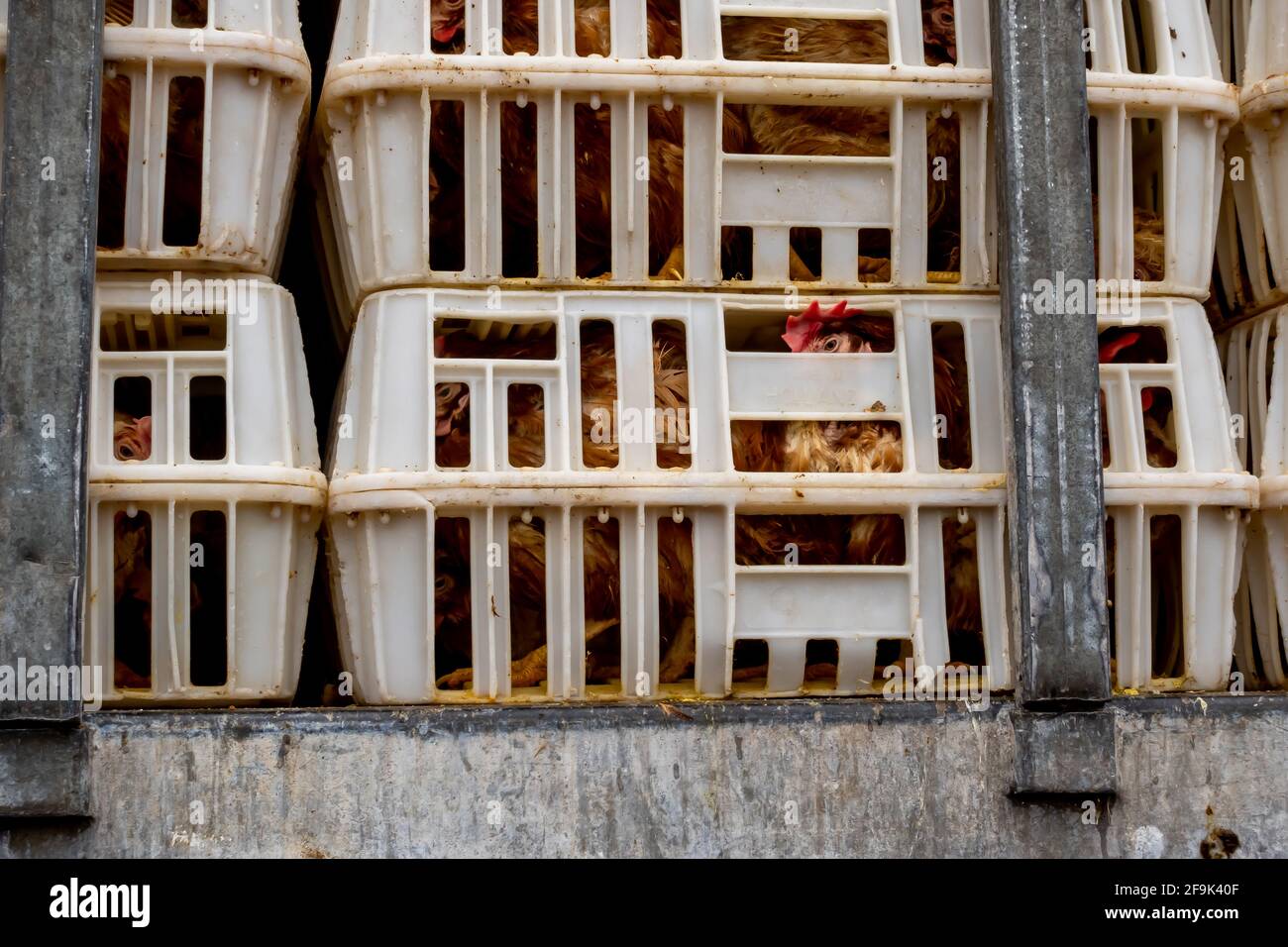 Chickens packed in plastic crates during transport to the slaughterhouse. A close-up of one box showing the suffering of animals Stock Photo
