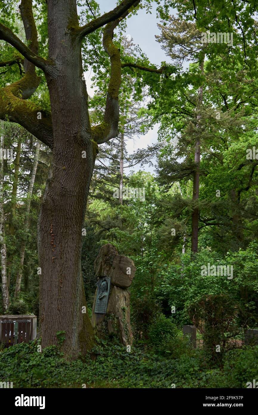 Mächtiger Baum wächst auf einem Grab, Hauptfriedhof, Frankfurt, Deutschland Stock Photo
