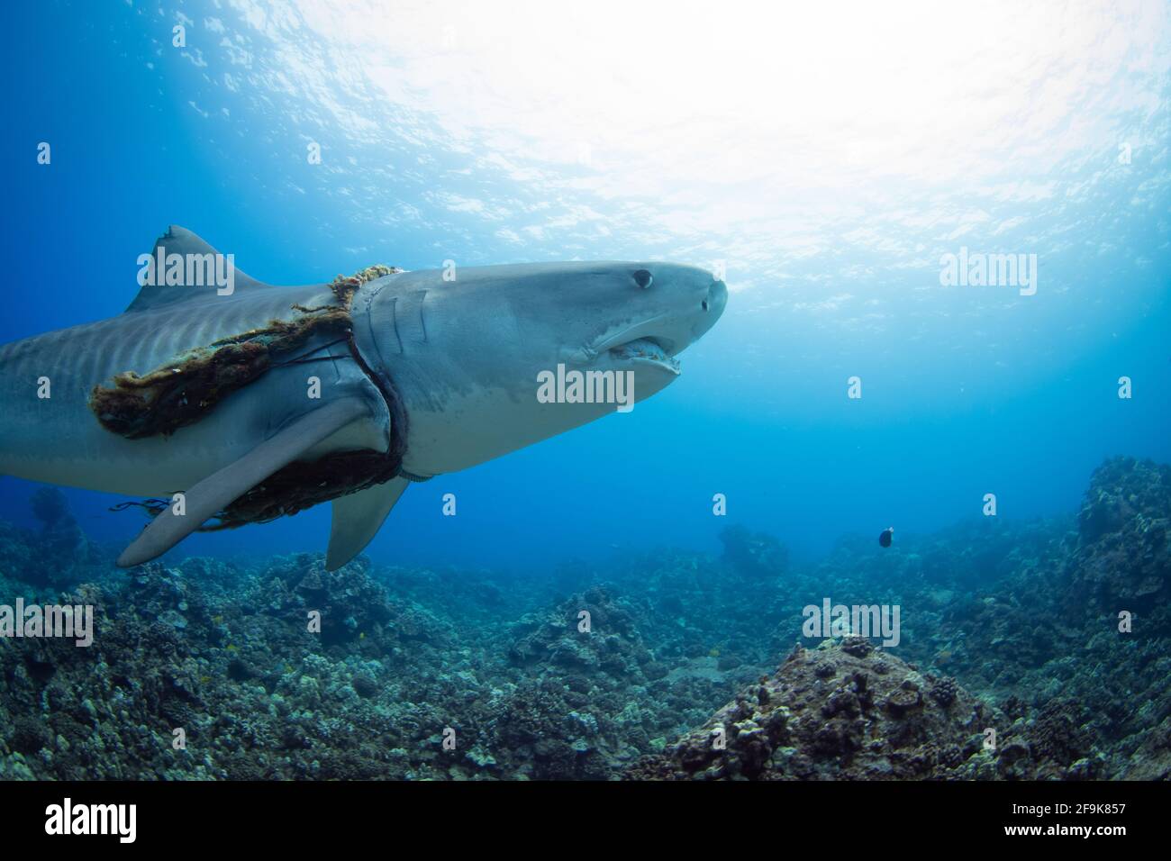 Jason documented the encounter to highlight the issues surrounding ocean pollution. HAWAII, USA: THIS SHARK with a NOOSE around its neck was spotted b Stock Photo