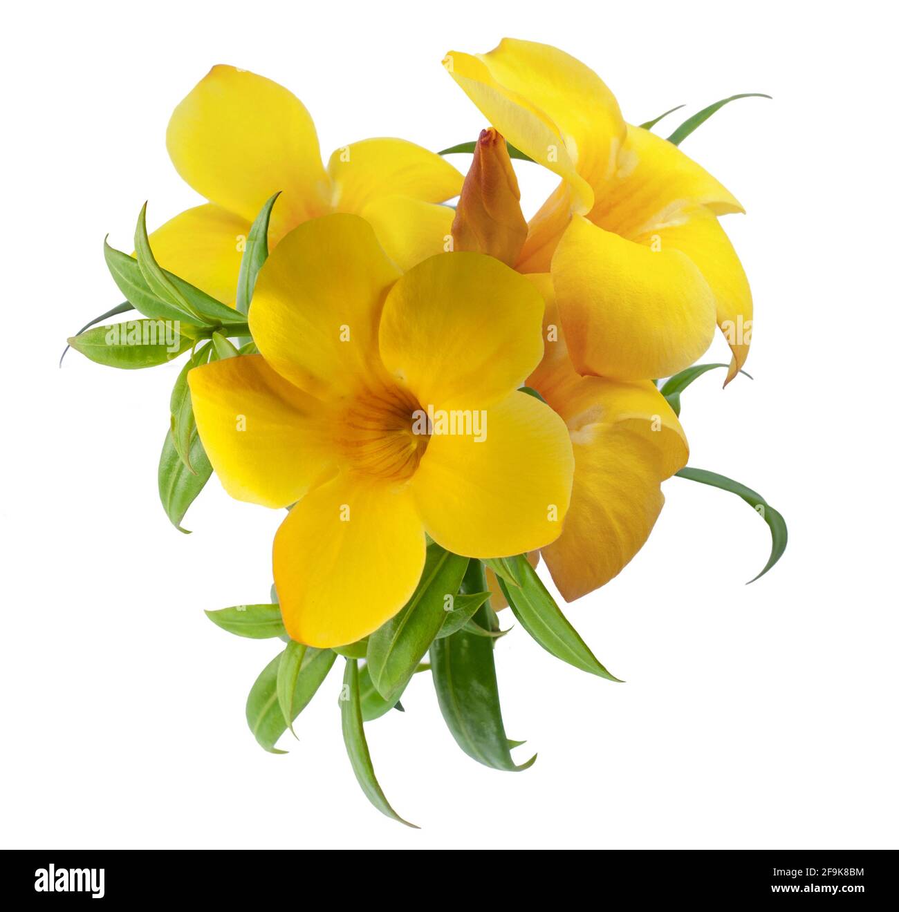 Golden trumpet or Allamanda  flower isolated on white background Stock Photo