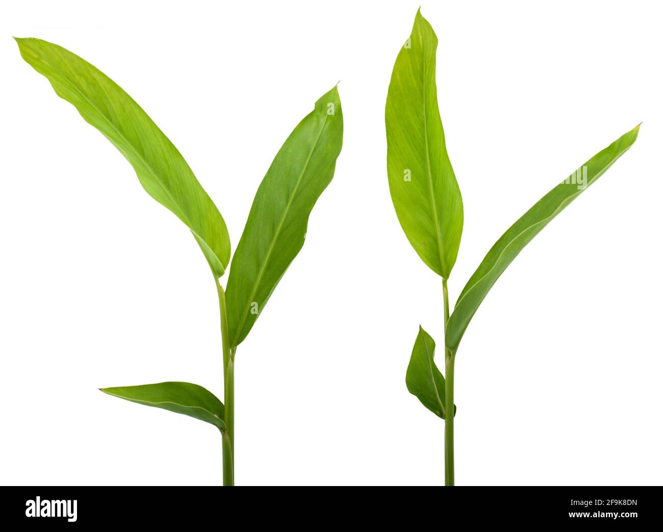 Turmeric plant or ginger plant isolated on white background Stock Photo