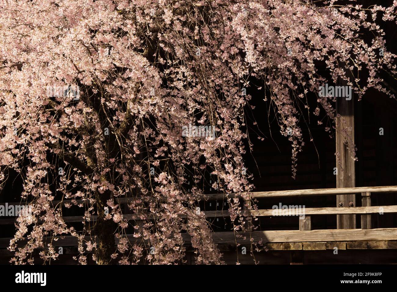 Weeping Japanese Cherry in Honmyou Temple, Kumamoto Prefecture, Japan Stock Photo