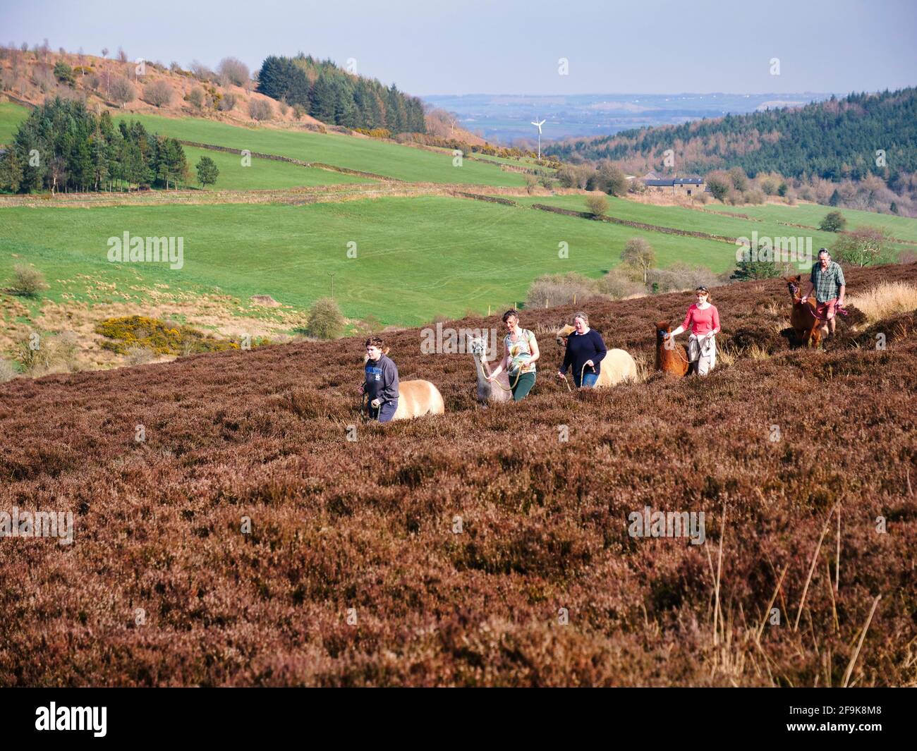 Alpaca trekking in the Peak District National Park, Harewood House Farm