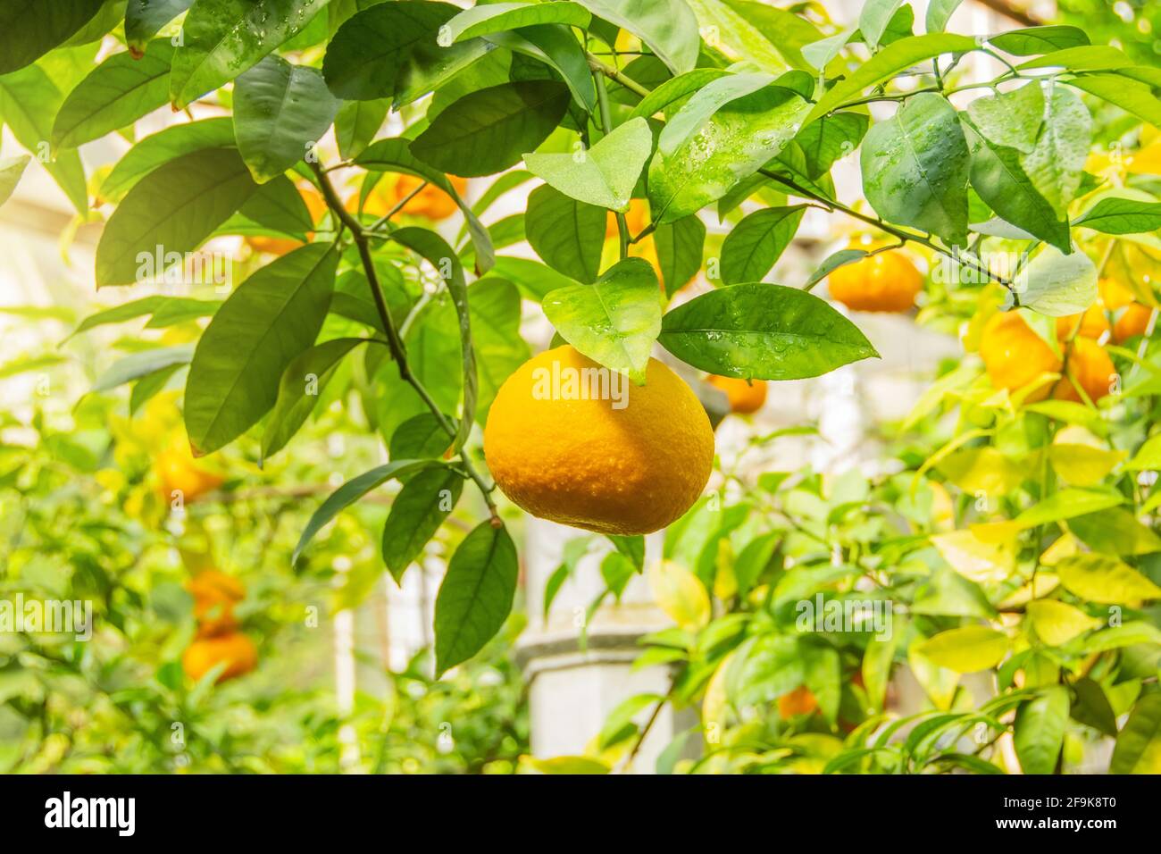 Ripe fruits of citrus trees hang in a subtropical greenhouse Stock Photo Alamy