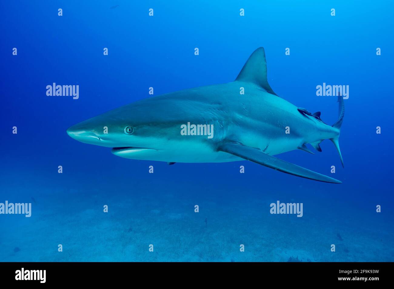 Silky shark,  Carcharhinus falciformis, Jardines de la Reina,  Cuba, Caribbean Stock Photo