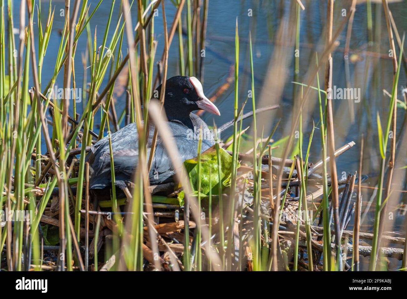 Coot sitting on its nest. Stock Photo