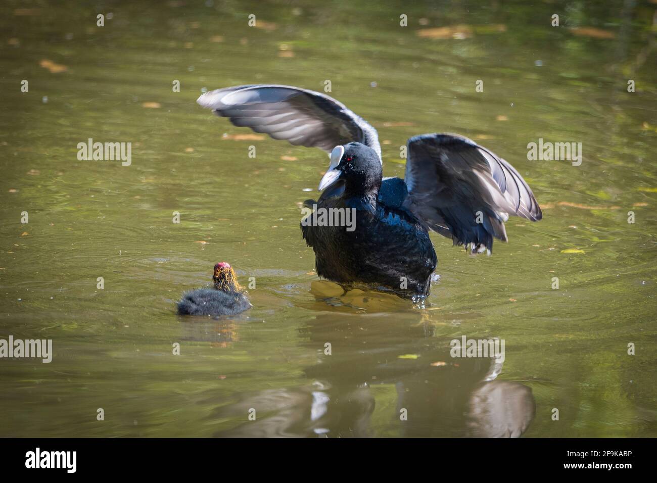 Mother Coot with baby. Stock Photo