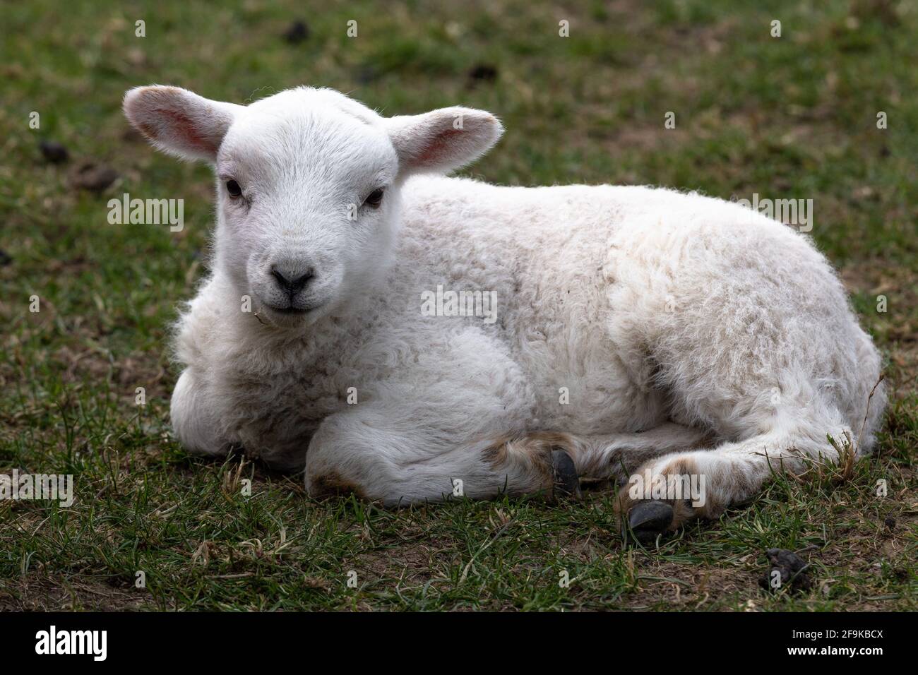 Sheep lamb lying down in hires stock photography and images Alamy