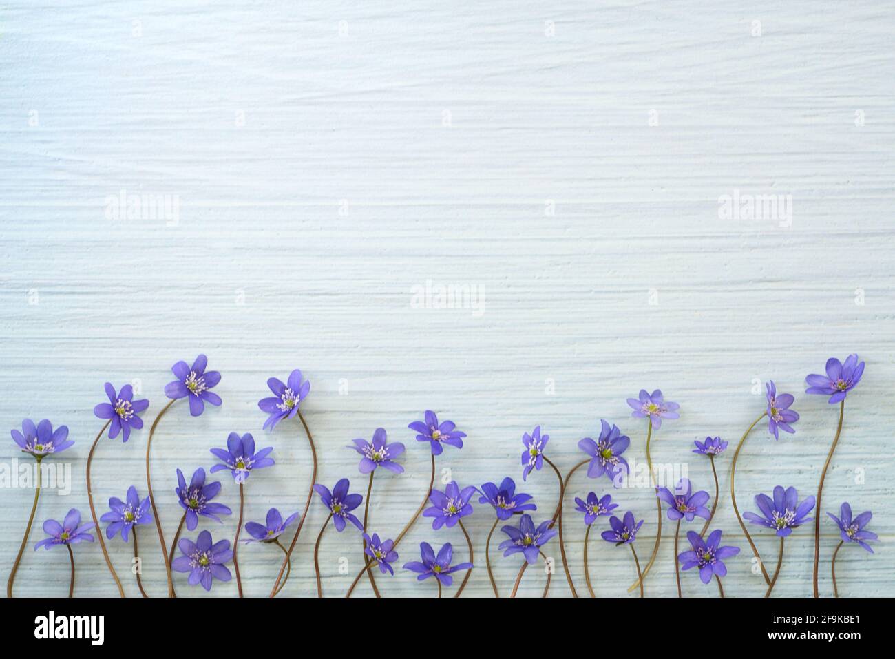 One of the first spring violet flowers on the wooden background. Hepatica transsilvanica. Spring flower anemone hepatica with space for text, flat lay Stock Photo