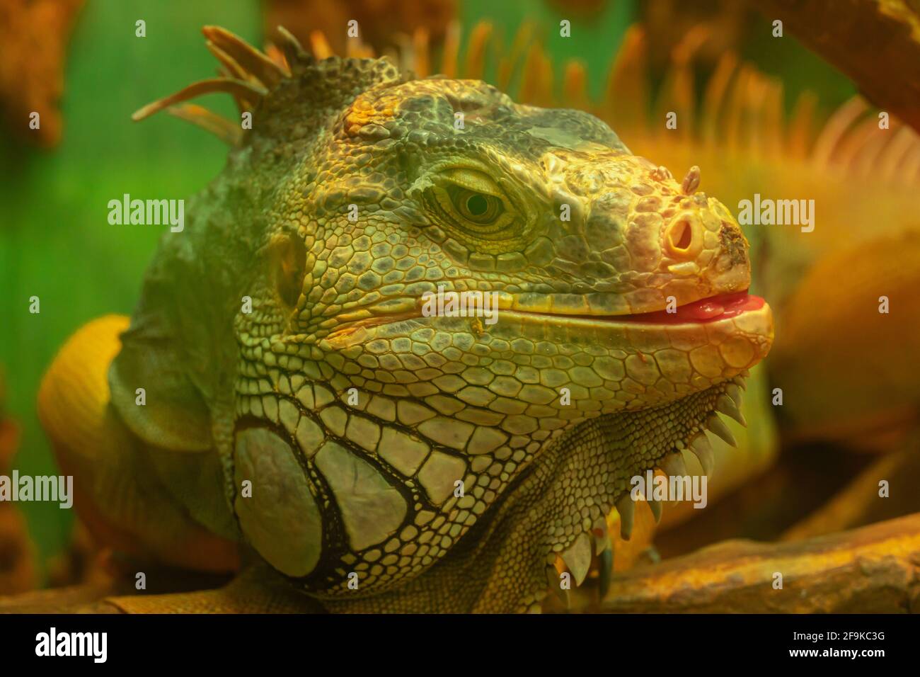 A large green scaly iguana teases and sticks out its tongue. Cheerful reptile Stock Photo