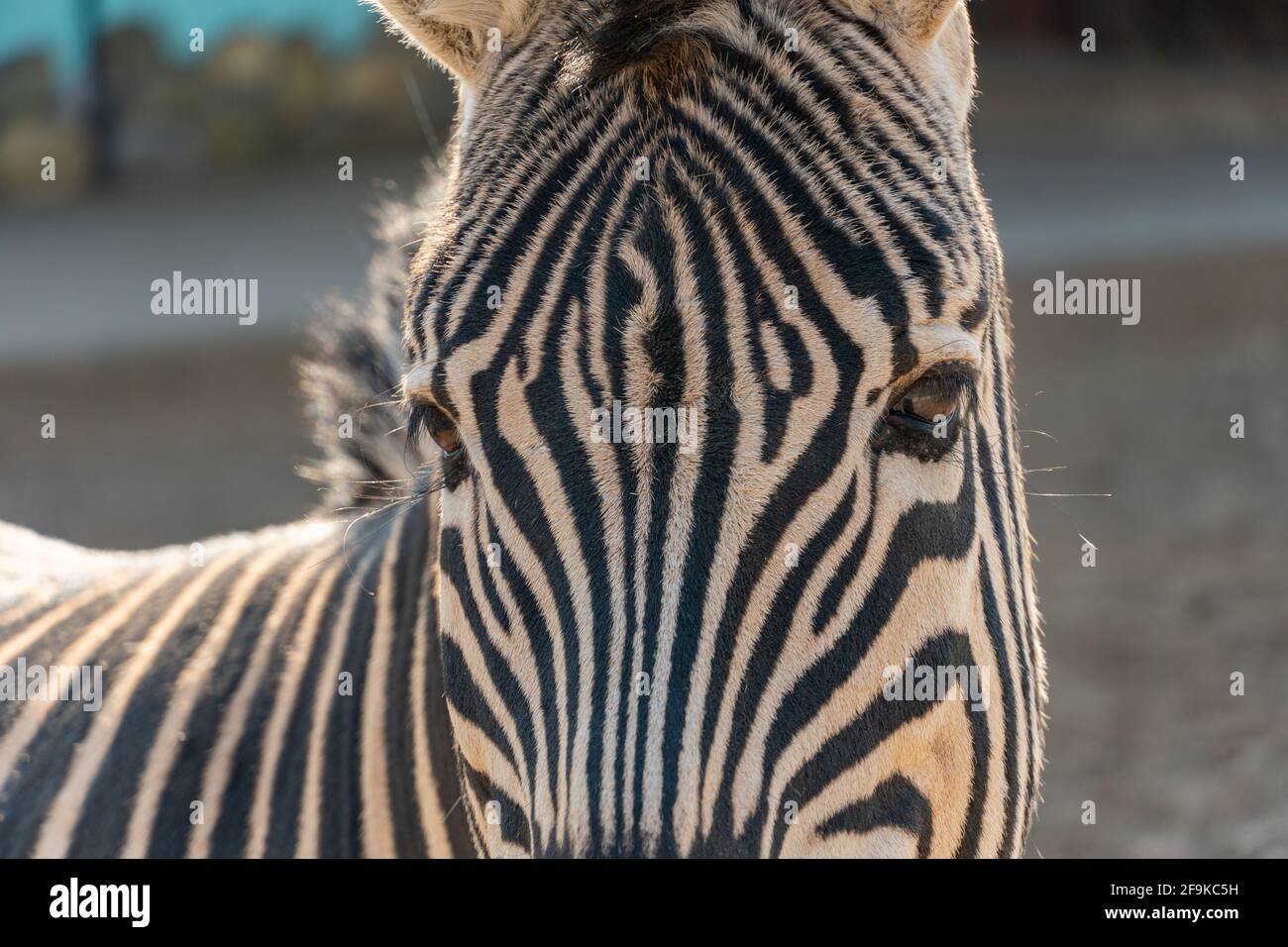 Zebra head close up looking at the camera, hoofed animal striped zebra Stock Photo