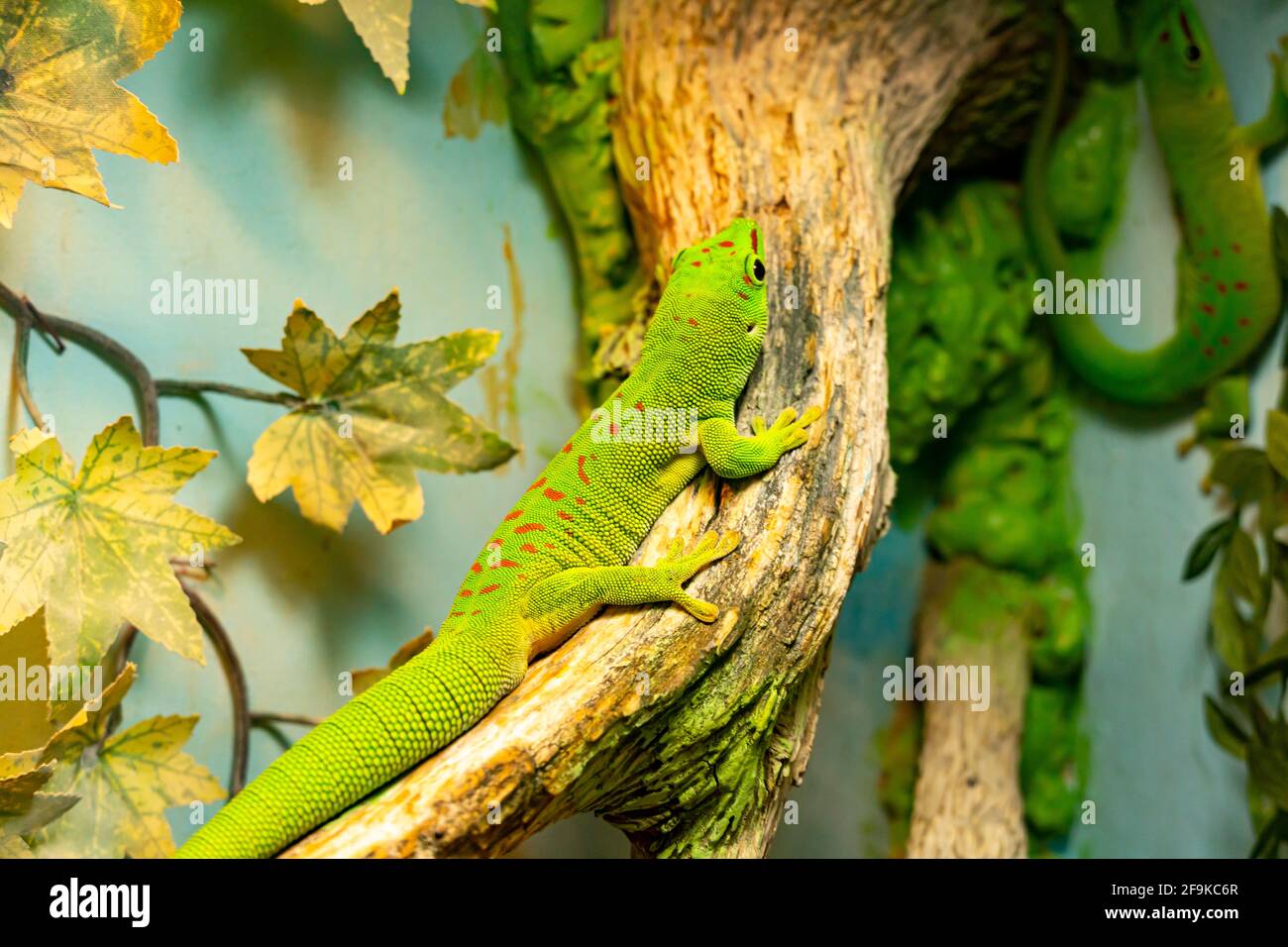 Small green and yellow Madagascar day gecko sit on the branch close-up. Reptile Phelsuma breathes under the bright sun in the jungle. Stock Photo