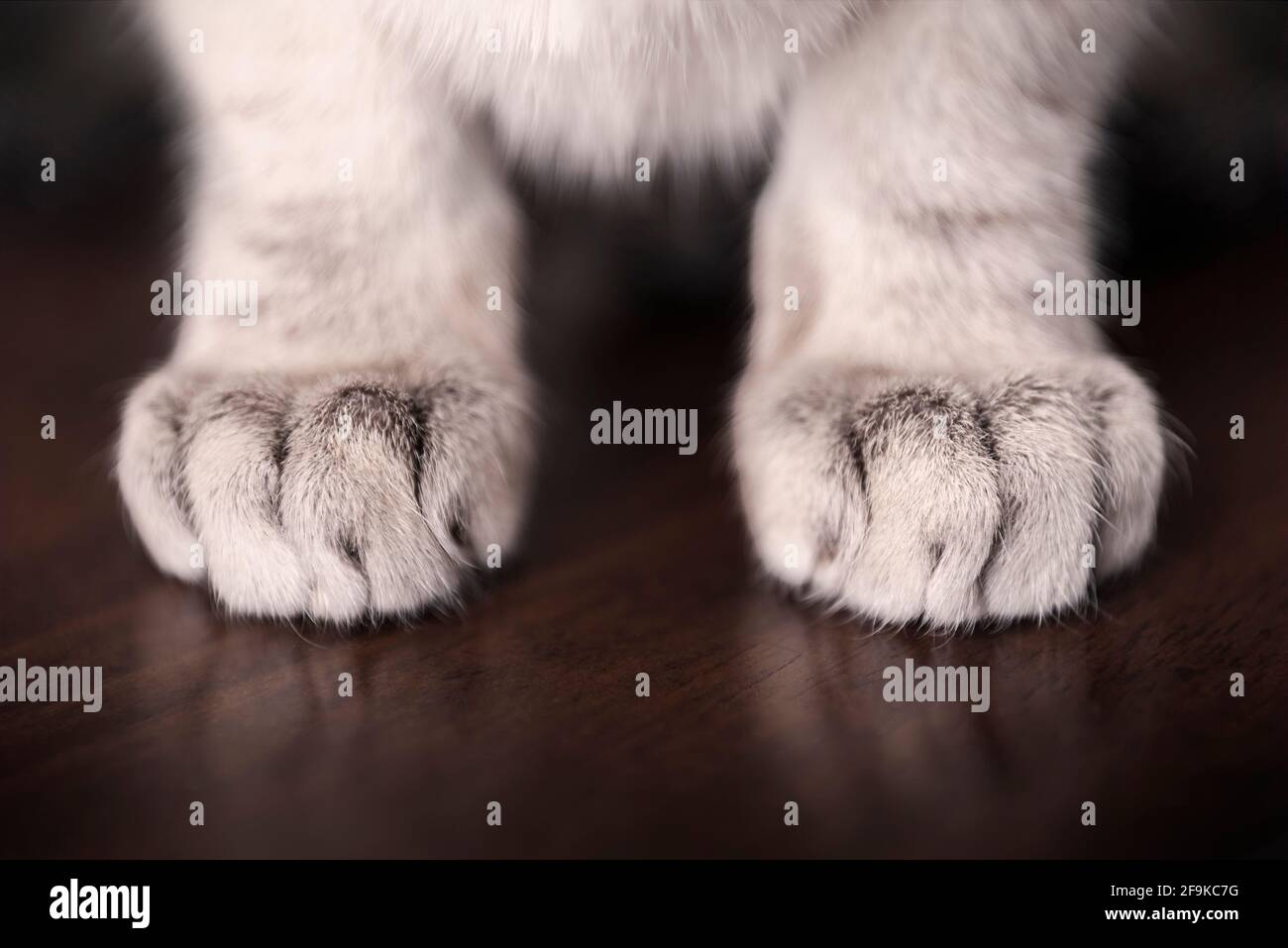 Tabby Point Siamese Cat Paws close up detail. White feet on a dark surface. Shallow Depth of Field Stock Photo