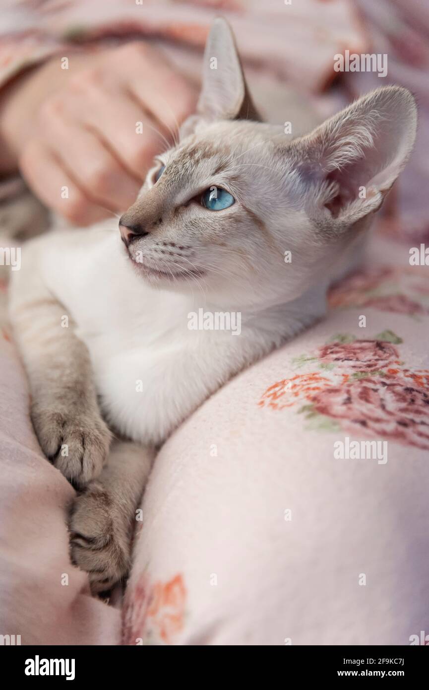Tabby Point Siamese Kitten reclining on its owner's lap Stock Photo
