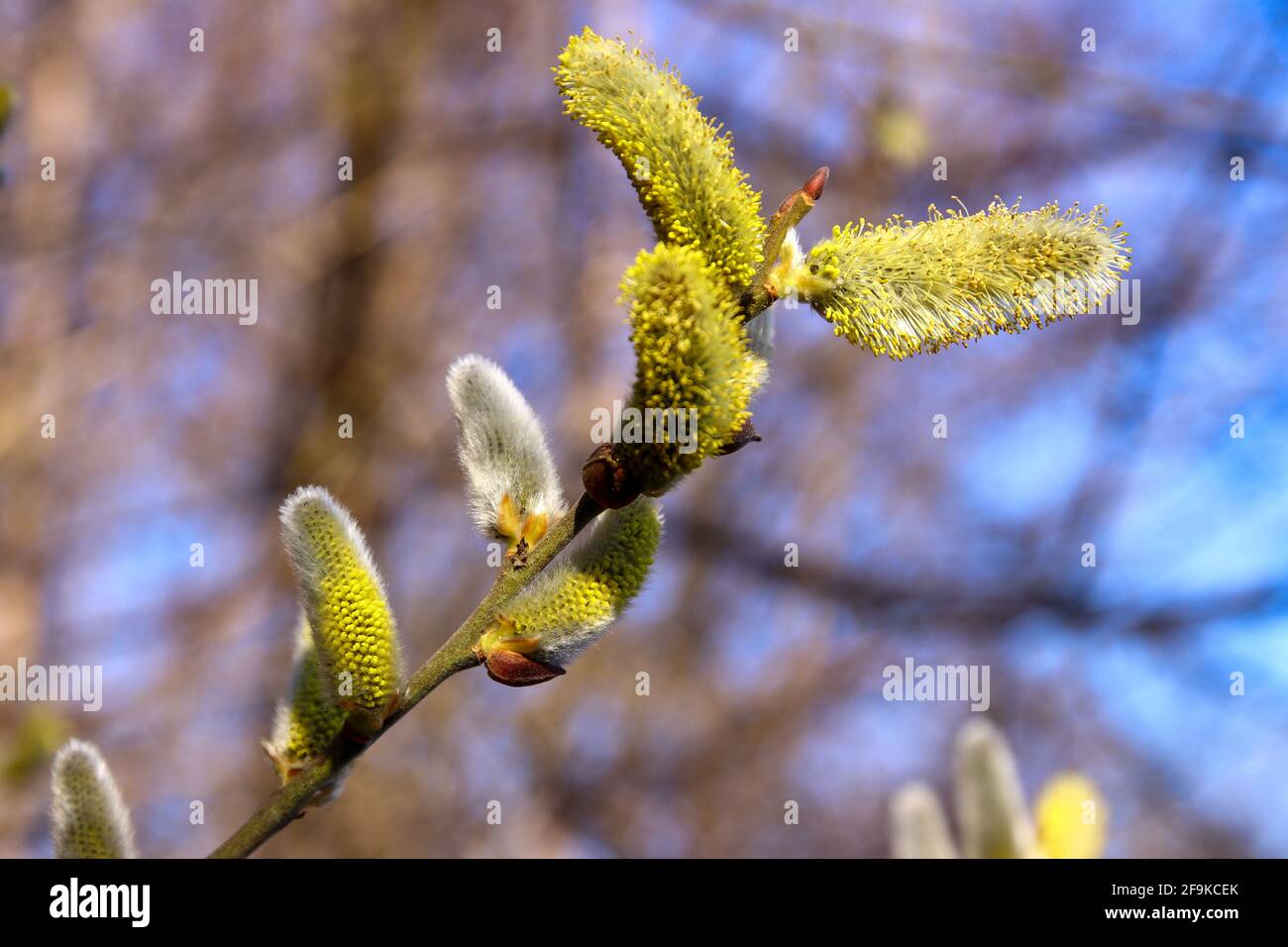 Tree buds in spring. Young large buds on branches against blurred background. Stock Photo