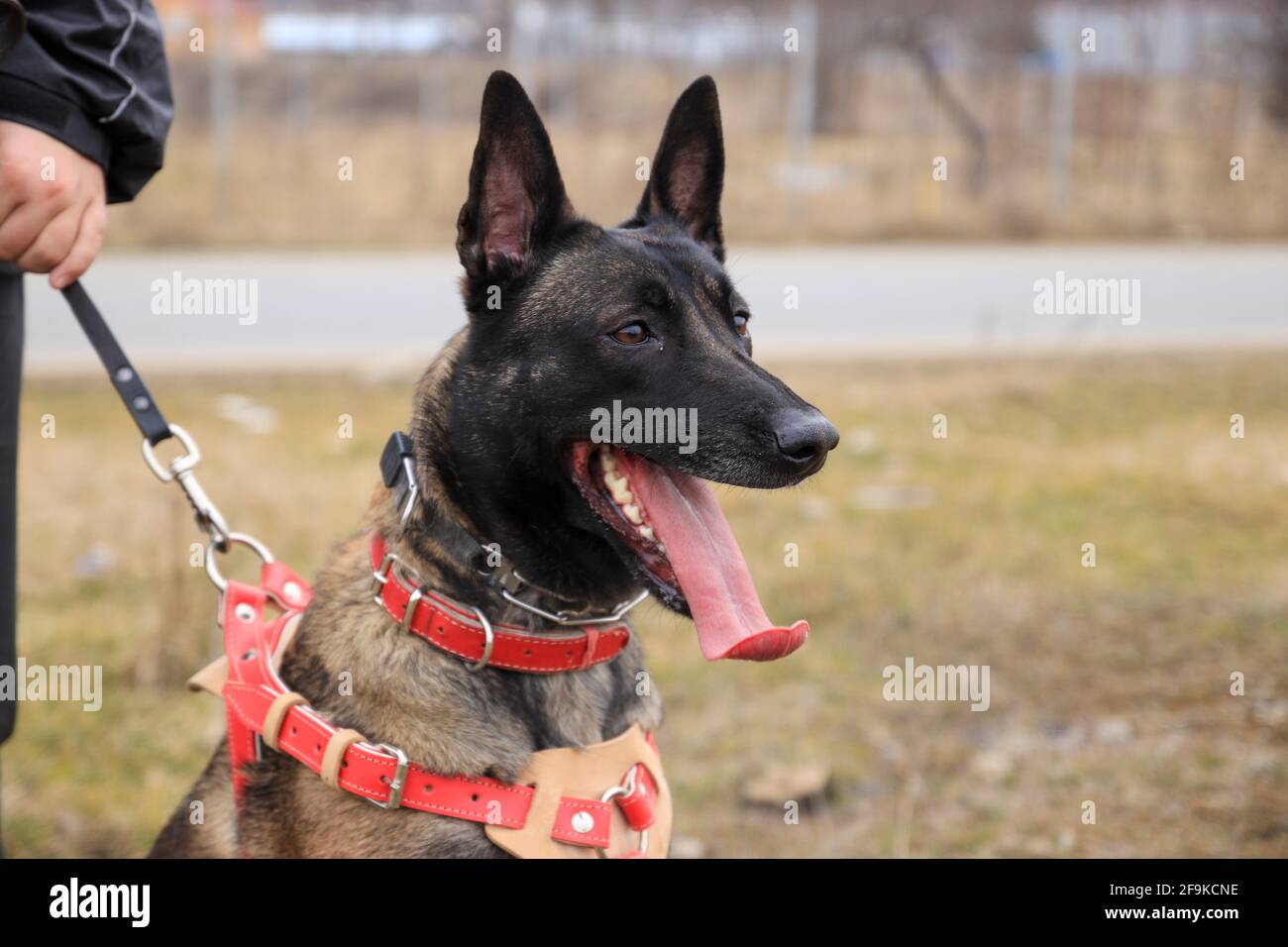 female german shepherd collars