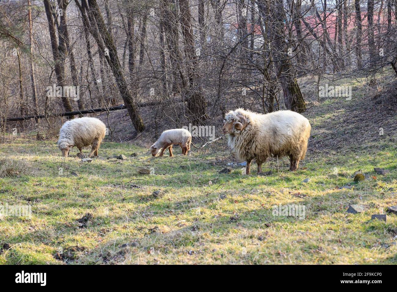 Full body view of a three sheeps standing on a green grass field Stock Photo