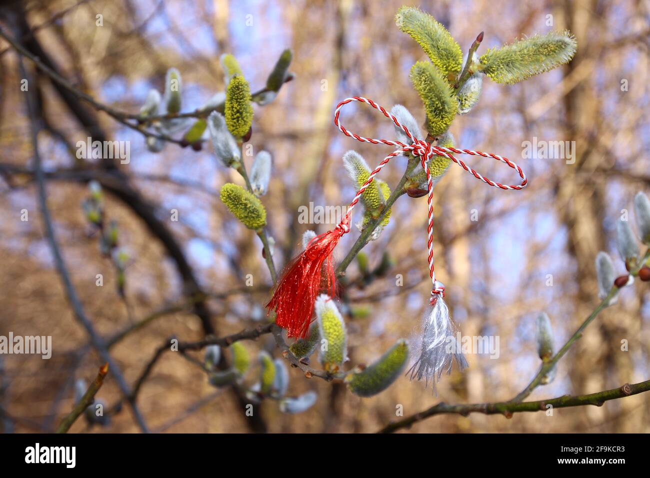 Tree buds in spring. Young large buds on branches against blurred background. Stock Photo