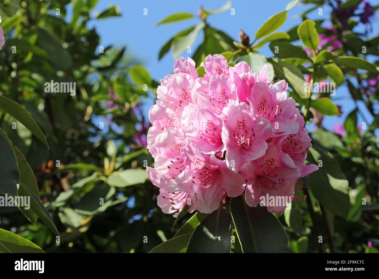 Pink Rhododendron flowers with dark pink spots on the petals with a blurred background of leaves and blue sky and good copy space. Stock Photo