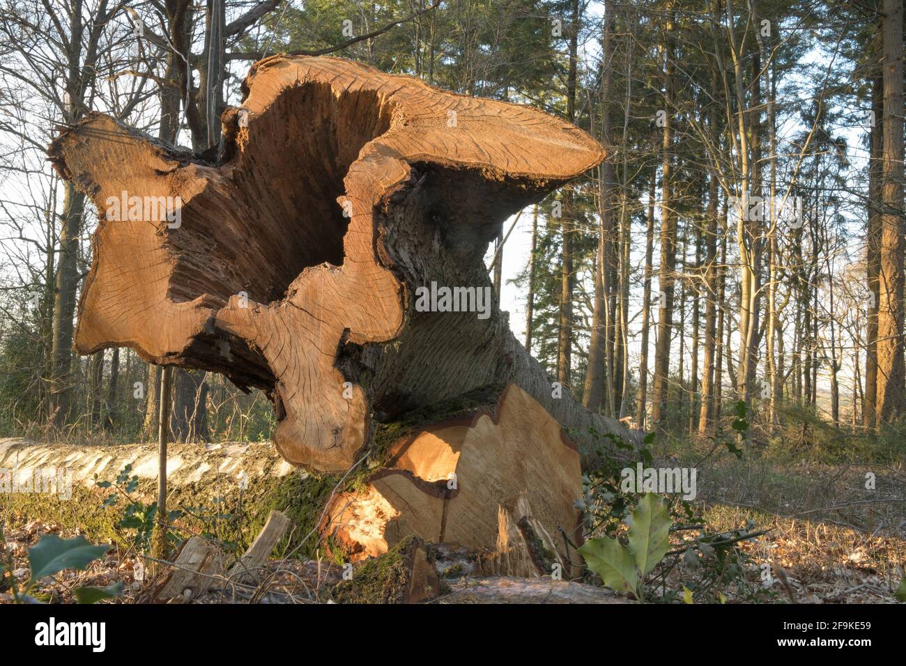 Tree trunk of a freshly cut beech, hollowed out inside due to a plant disease, in the middle of a mixed forest. Stock Photo