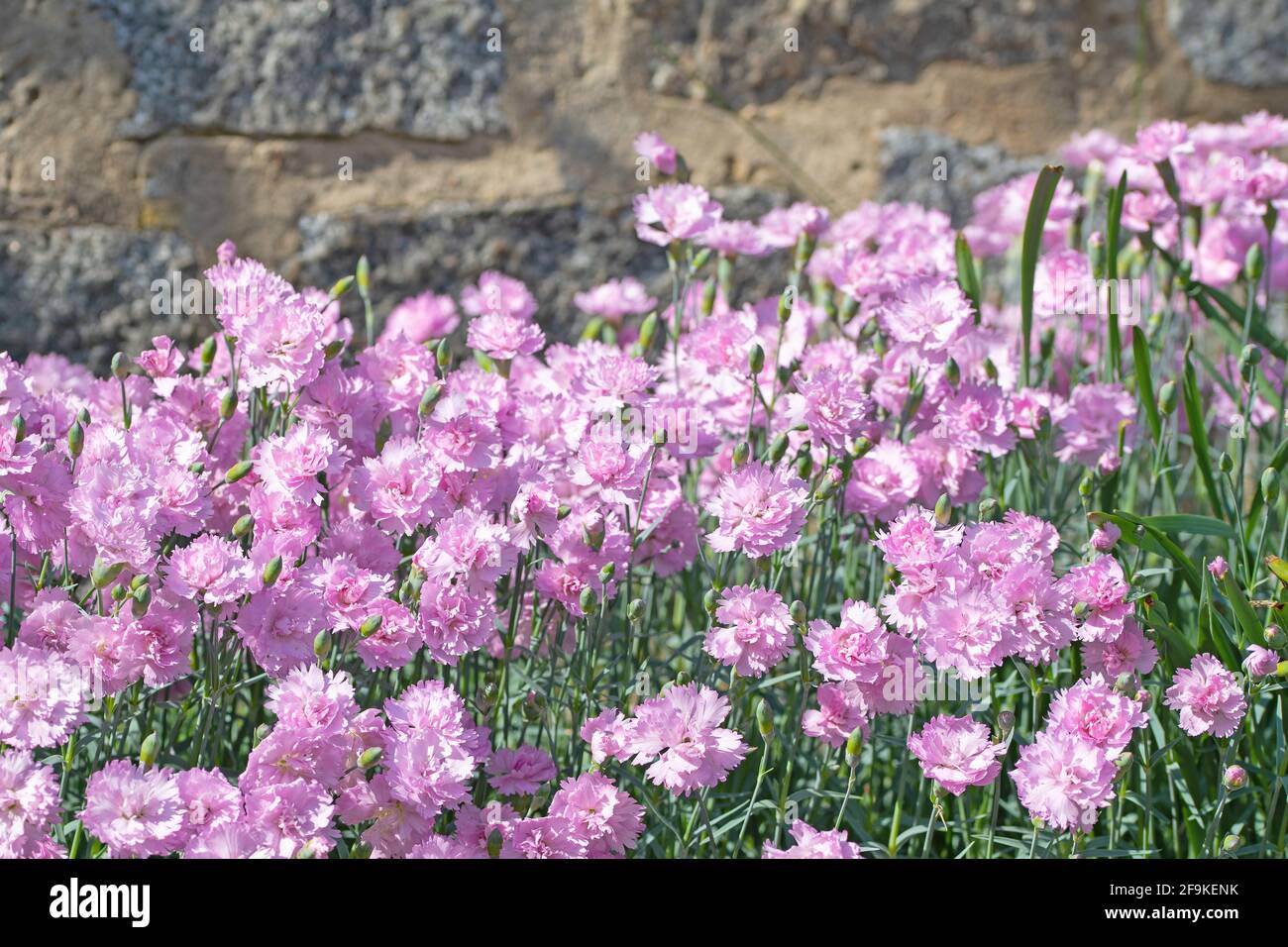 Flowering carnations, dianthus, in the garden Stock Photo