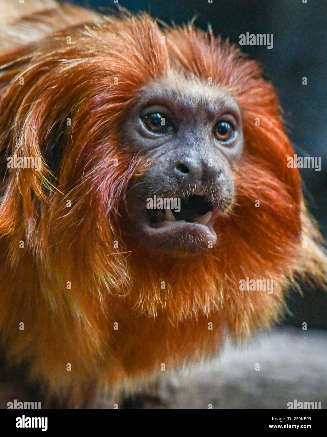 Golden Tamarin - Leontopithecus rosalia - Golden Lion Tamarin - golden marmoset monkey primate Callitrichidae - endangered species due to habitat loss Stock Photo