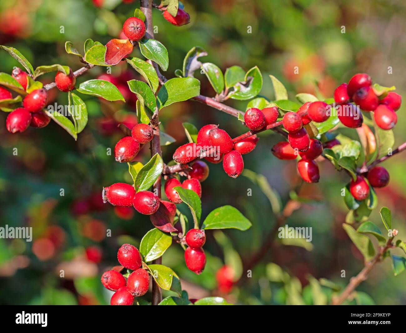 Ripe Cotoneaster fruits in autumn Stock Photo