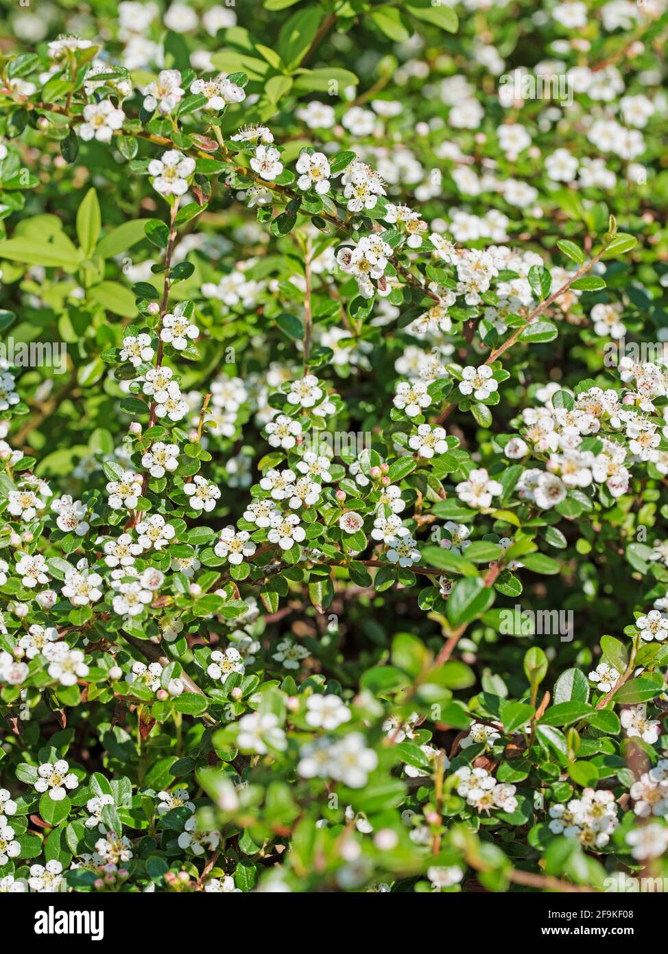 White flowers of the cotoneaster in spring Stock Photo