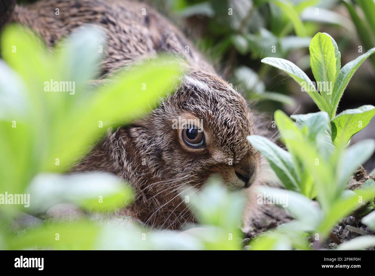 A Young Brown Hare Leveret (Lepus capensis) Hiding among Vivid Green Plants in a Garden Environment, Teesdale, UK Stock Photo