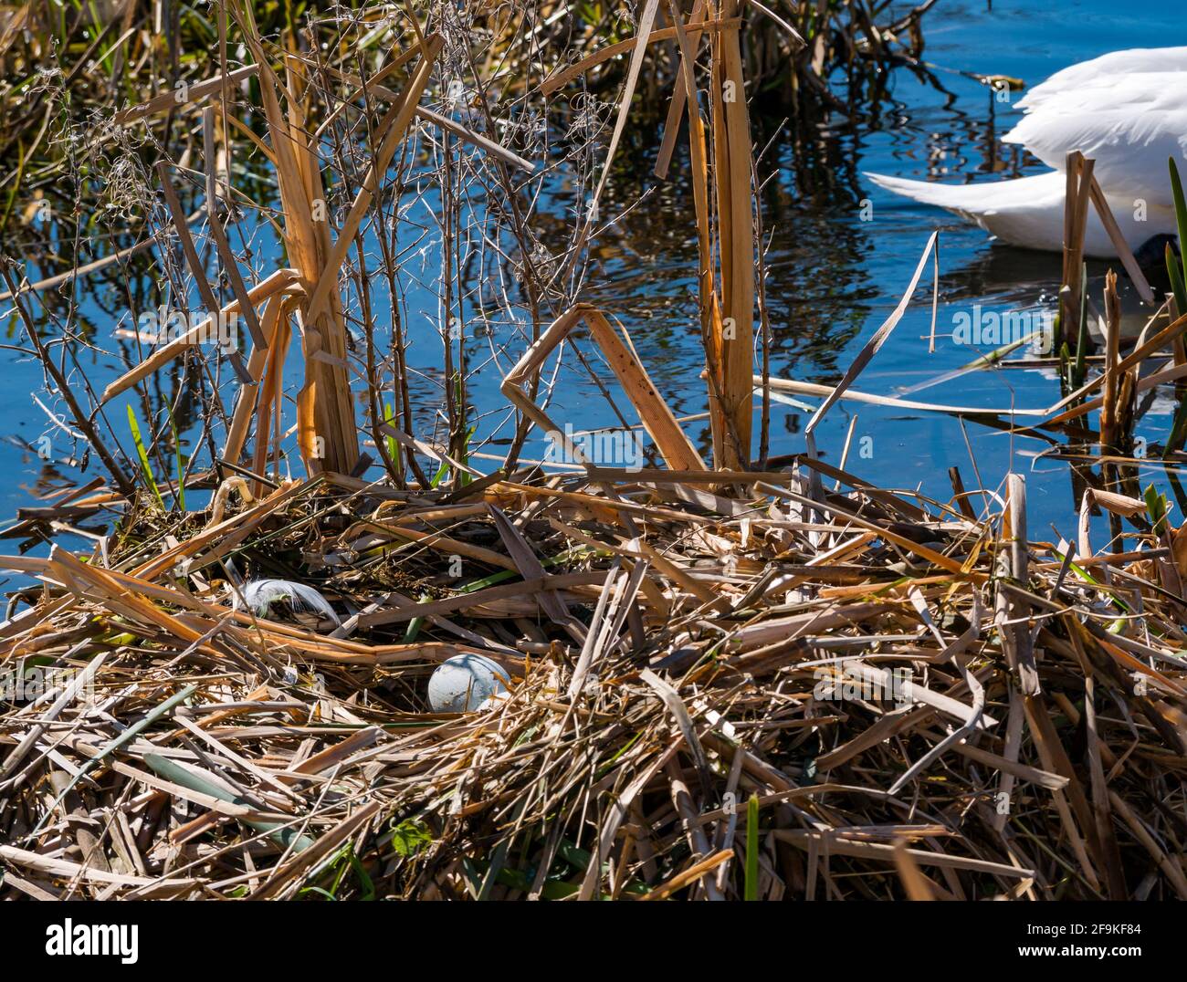 Recently laid mute swan (Cyguns olor) eggs in a reed nest in a reservoir in sunshine, East Lothian, Scotland, UK Stock Photo